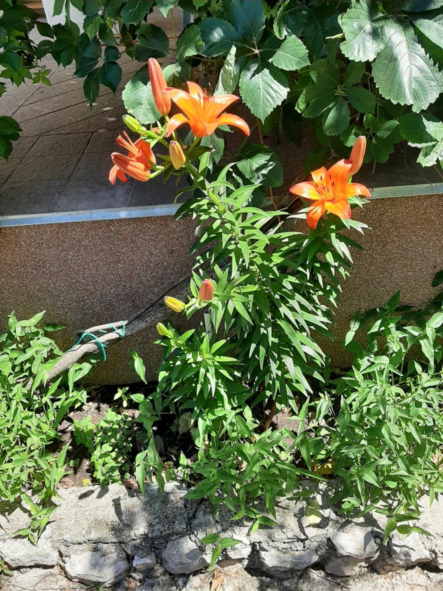 Apartmani Marija Povljana Cameră foto