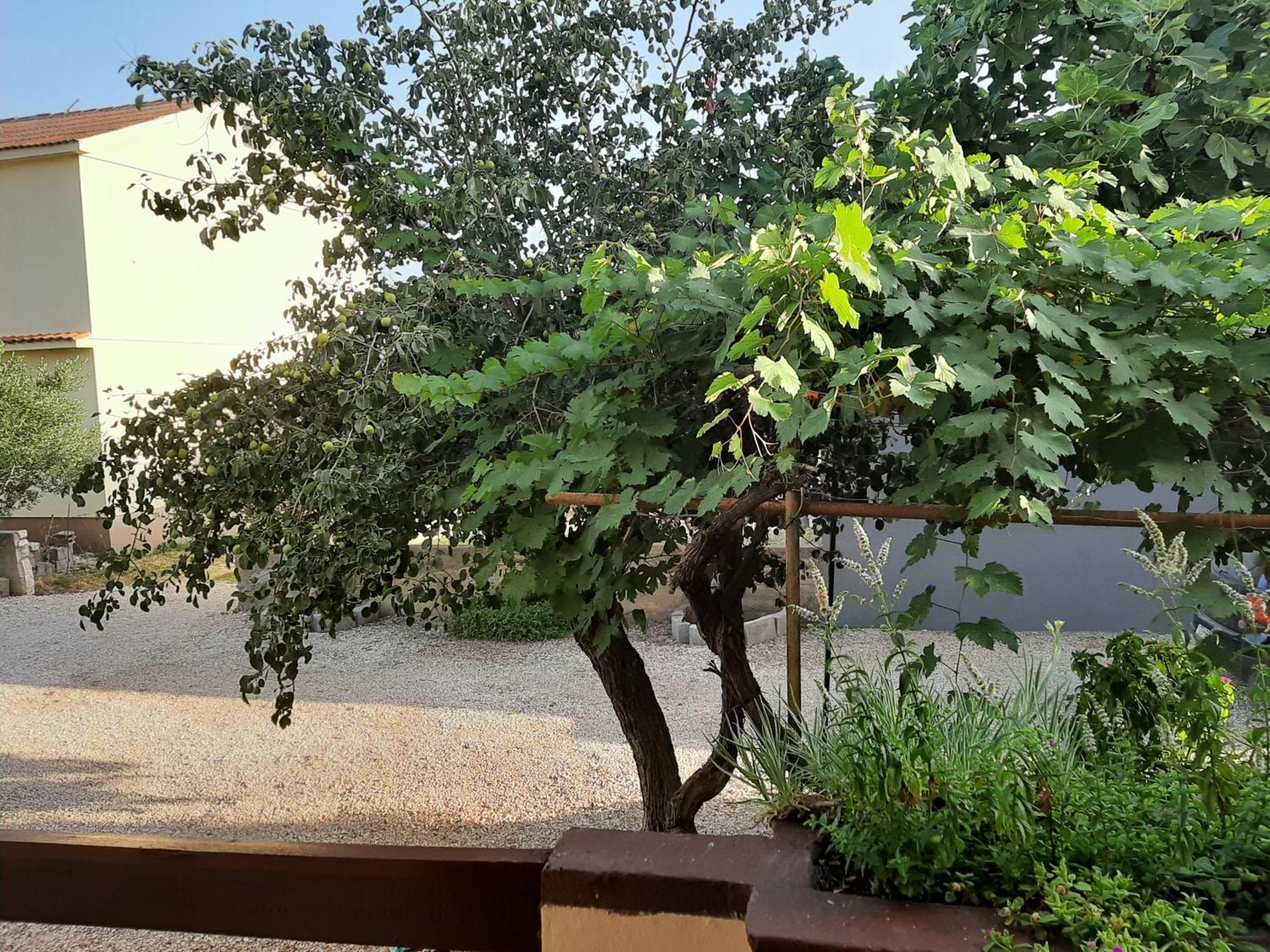 Apartmani Marija Povljana Cameră foto
